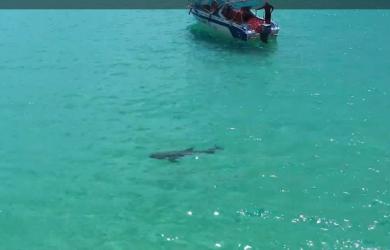 Cá heo xuất hiện ở vùng biển gần bờ tại Bình Định